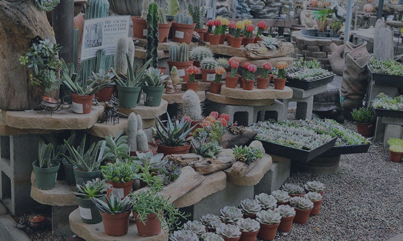 Cactus plants in pots on display in a store.