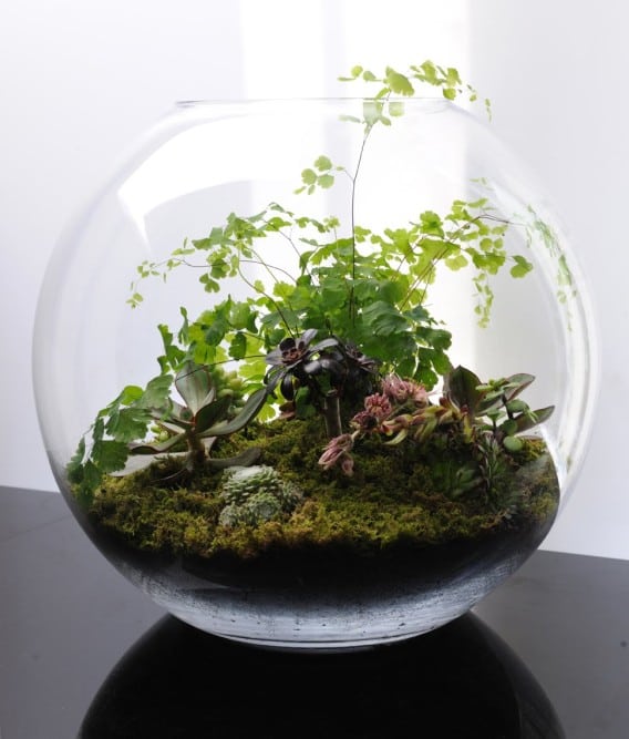 baseren periscoop straf How To Create Your Own Terrarium - Green Thumb Nursery