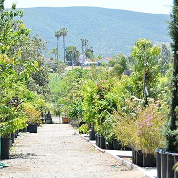 Green Thumb Nursery San Marcos San Diego County S Best