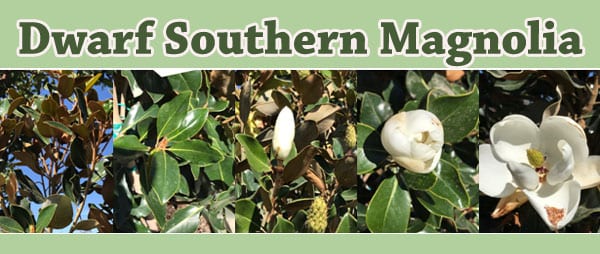 Dwarf Southern Magnolia Green Thumb Nursery