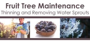  fruit tree maintenance