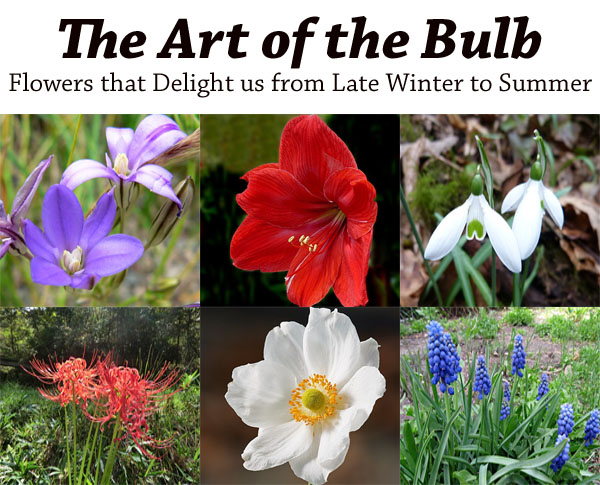 The Art Of The Bulb – Flowers That Delight Us From Late Winter To 