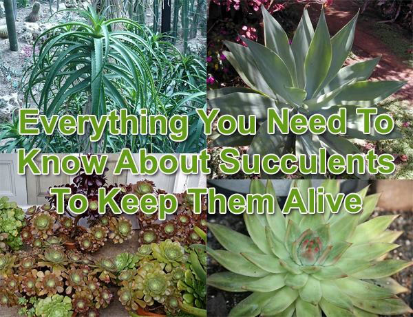 The Succulent Handbook – Everything You Need To Know About Succulents ...