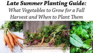 Late Summer Planting Guide: Vegetables to Grow for a Fall Harvest and ...