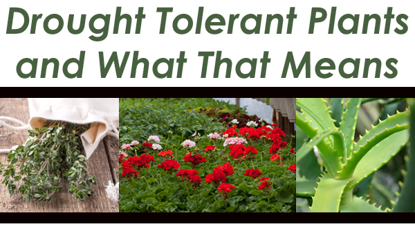 drought-tolerant-plants-and-what-that-means-green-thumb-nursery