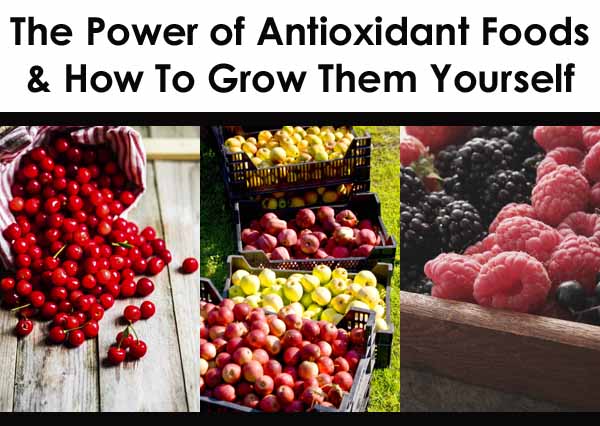 Garden-fresh antioxidant veggies