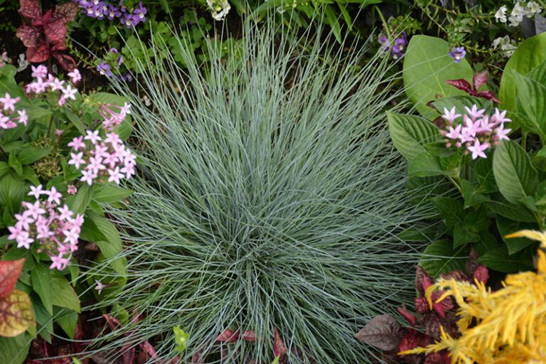 Ground Covers - Green Thumb Nursery