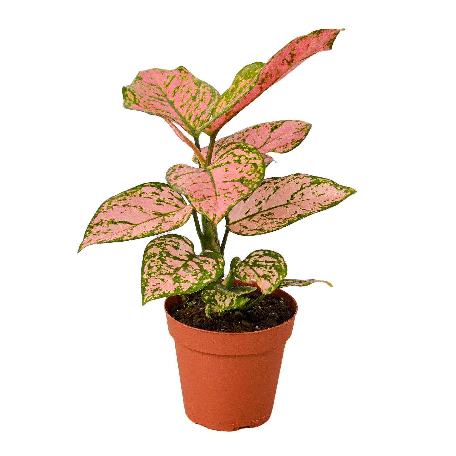 A vibrant pink and green plant in a pot on a clean white background.