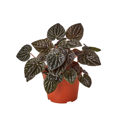 A plant in an orange pot on a black background, available at a nearby garden center.