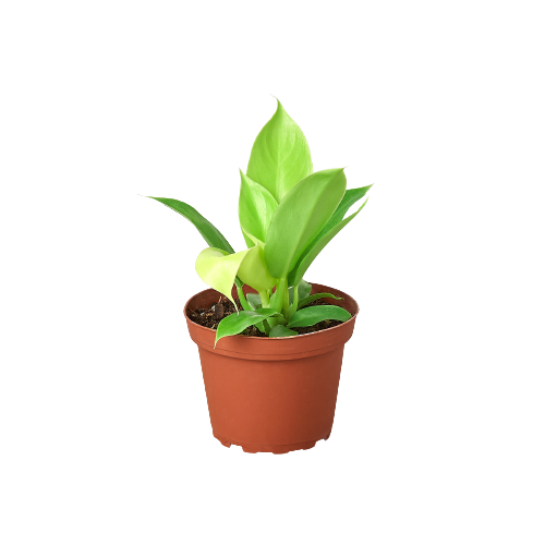 A small plant in a pot on a black background, perfect for garden center enthusiasts.
