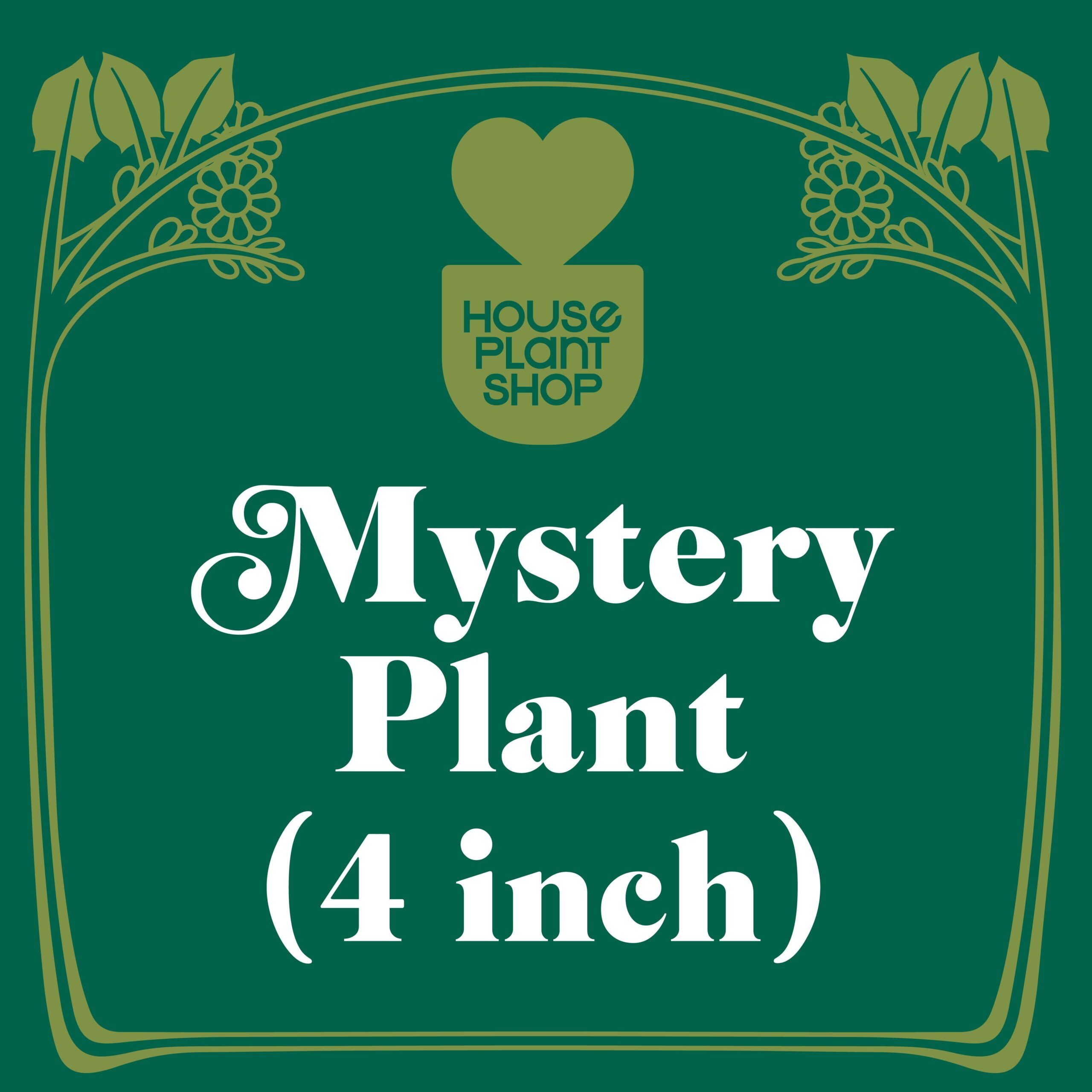 Nursery near me with mystery plant 4 inch.