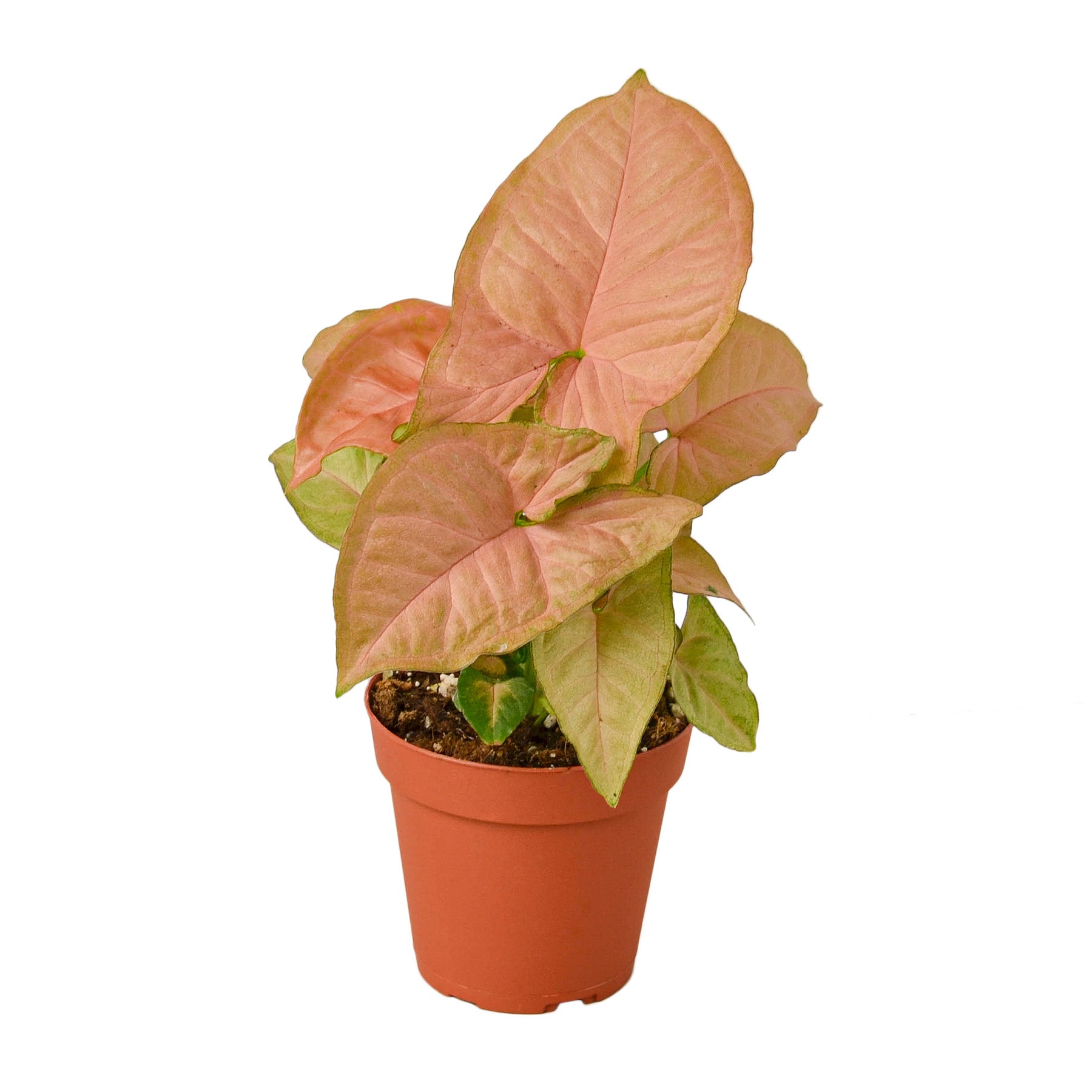 A pink plant in a pot on a white background found at a garden center near me.