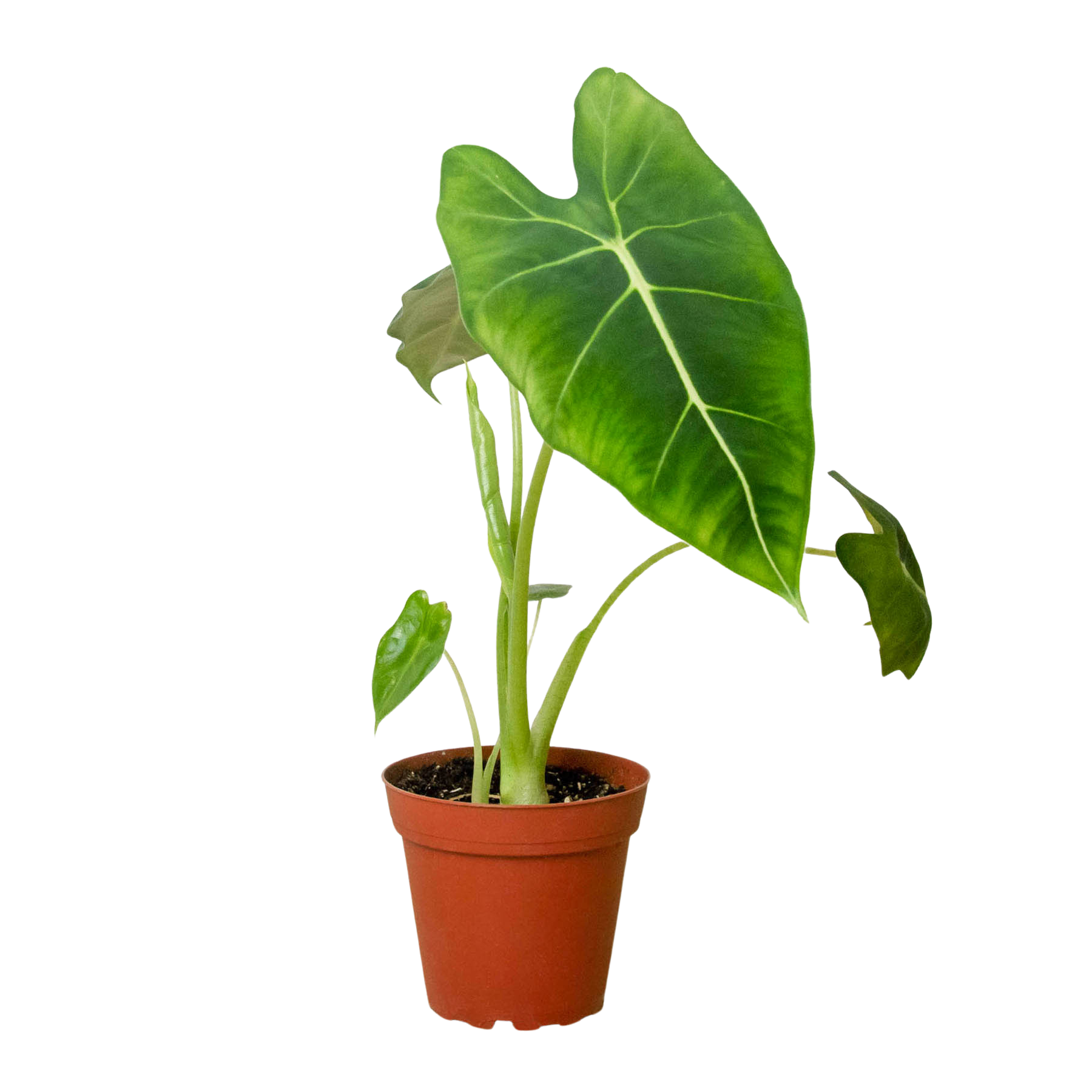 A large plant in a pot on a white background, perfect for the best garden center near me.
