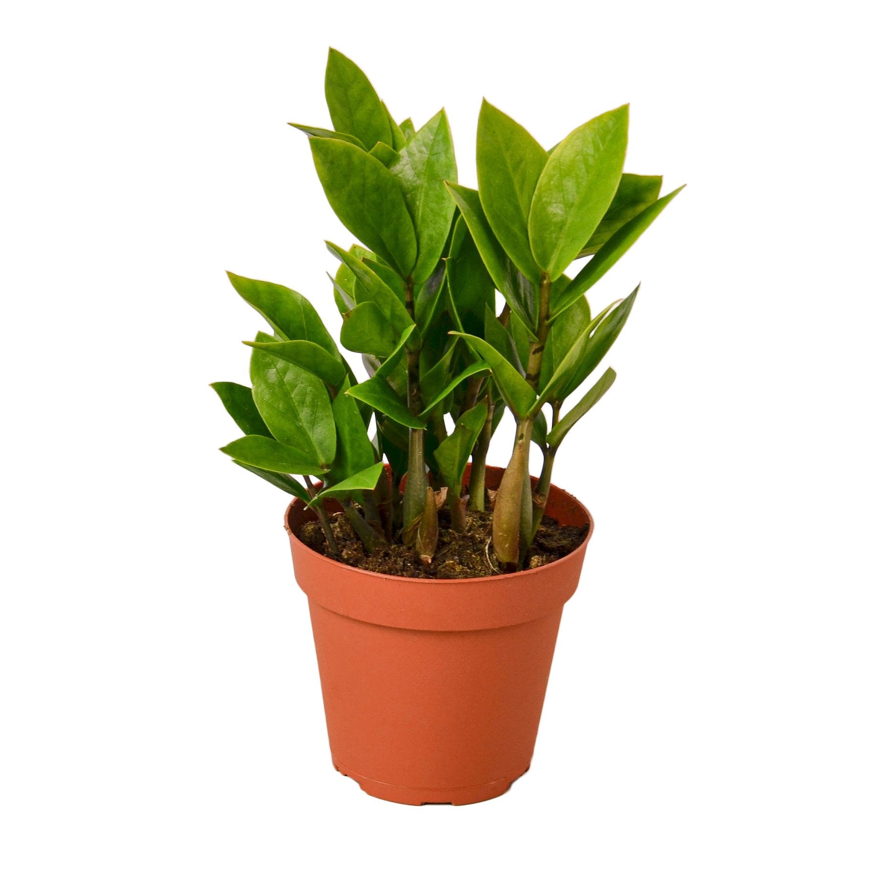 A small plant in a pot.