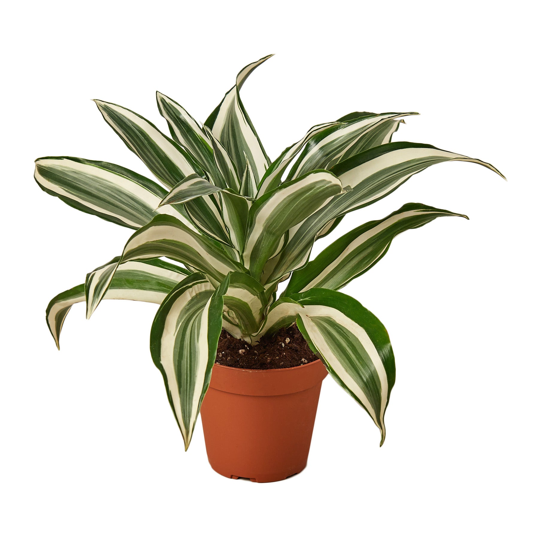 A potted plant with striped foliage.