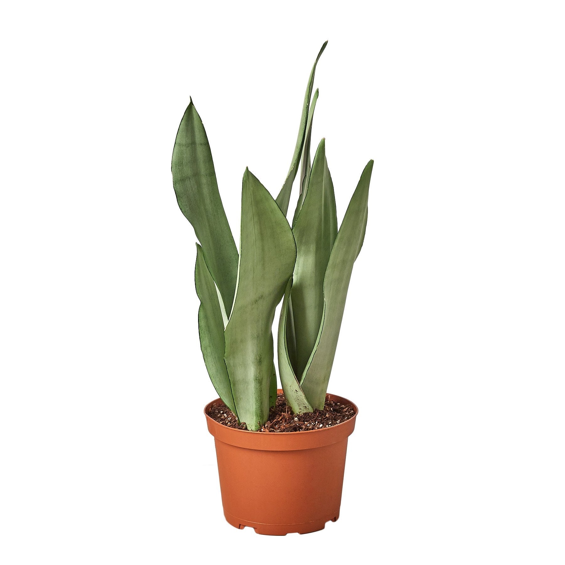 A plant in a brown pot on a white background at a plant nursery near me.