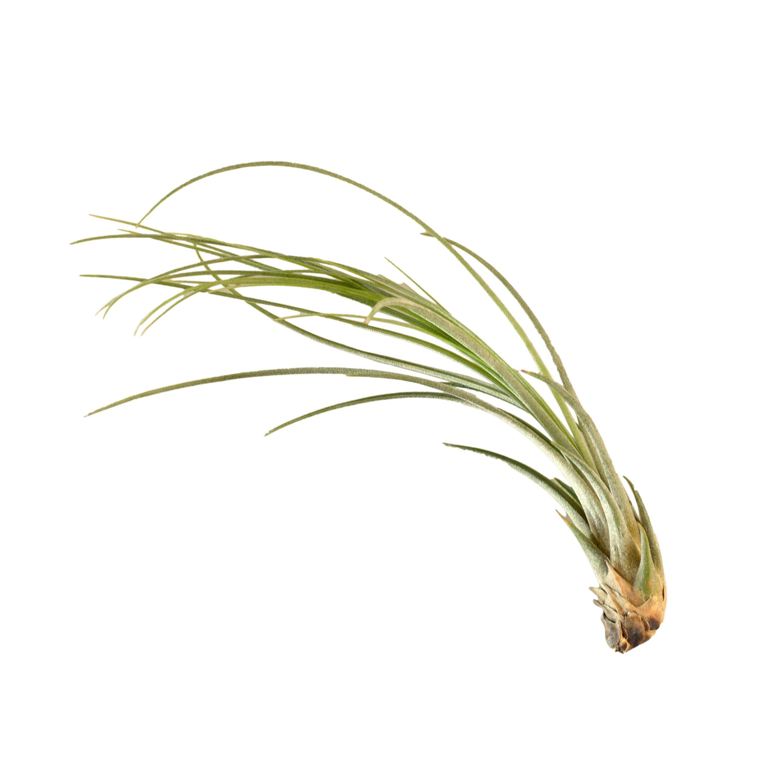 An air plant on a white background in a garden center.