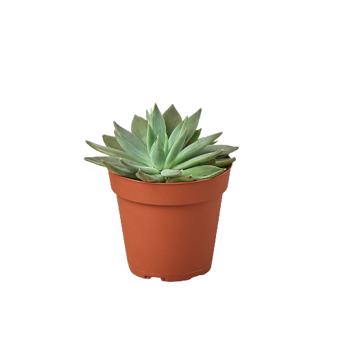 A small succulent plant in a pot on a black background, showcasing the best plant nursery near me.