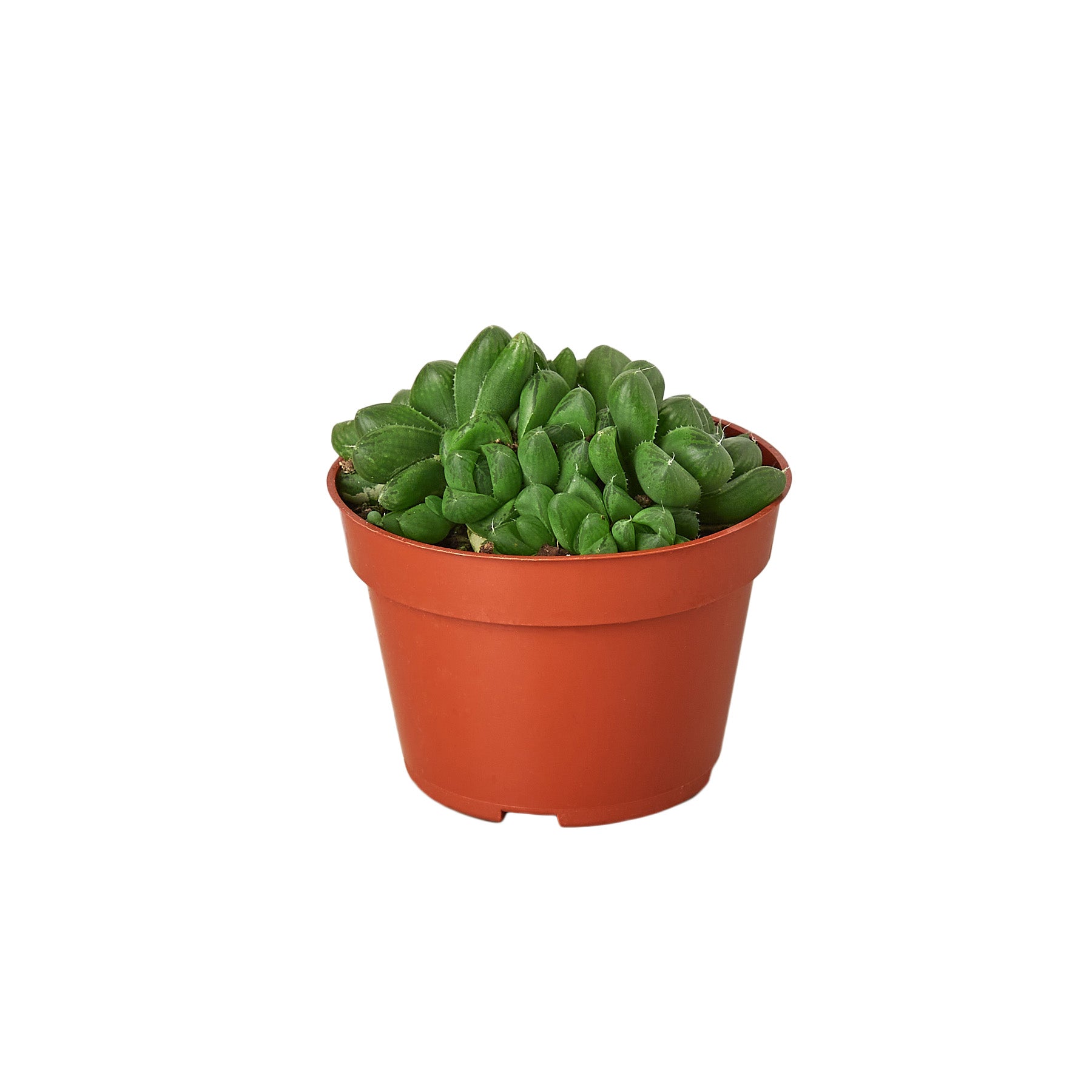 A vibrant potted plant with green leaves on a white background.
