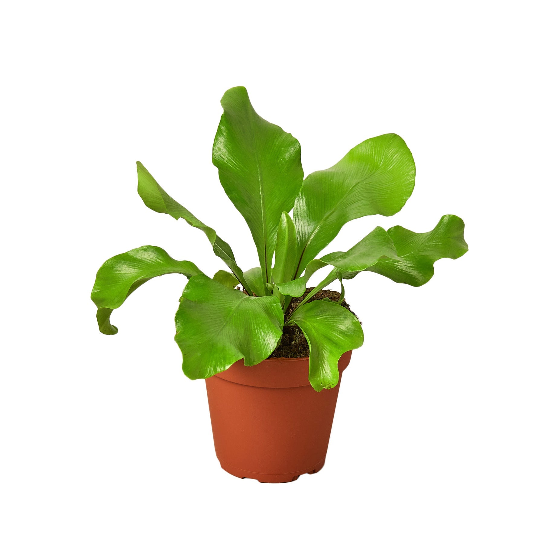 A green plant in a pot on a white background at one of the top plant nurseries near me.