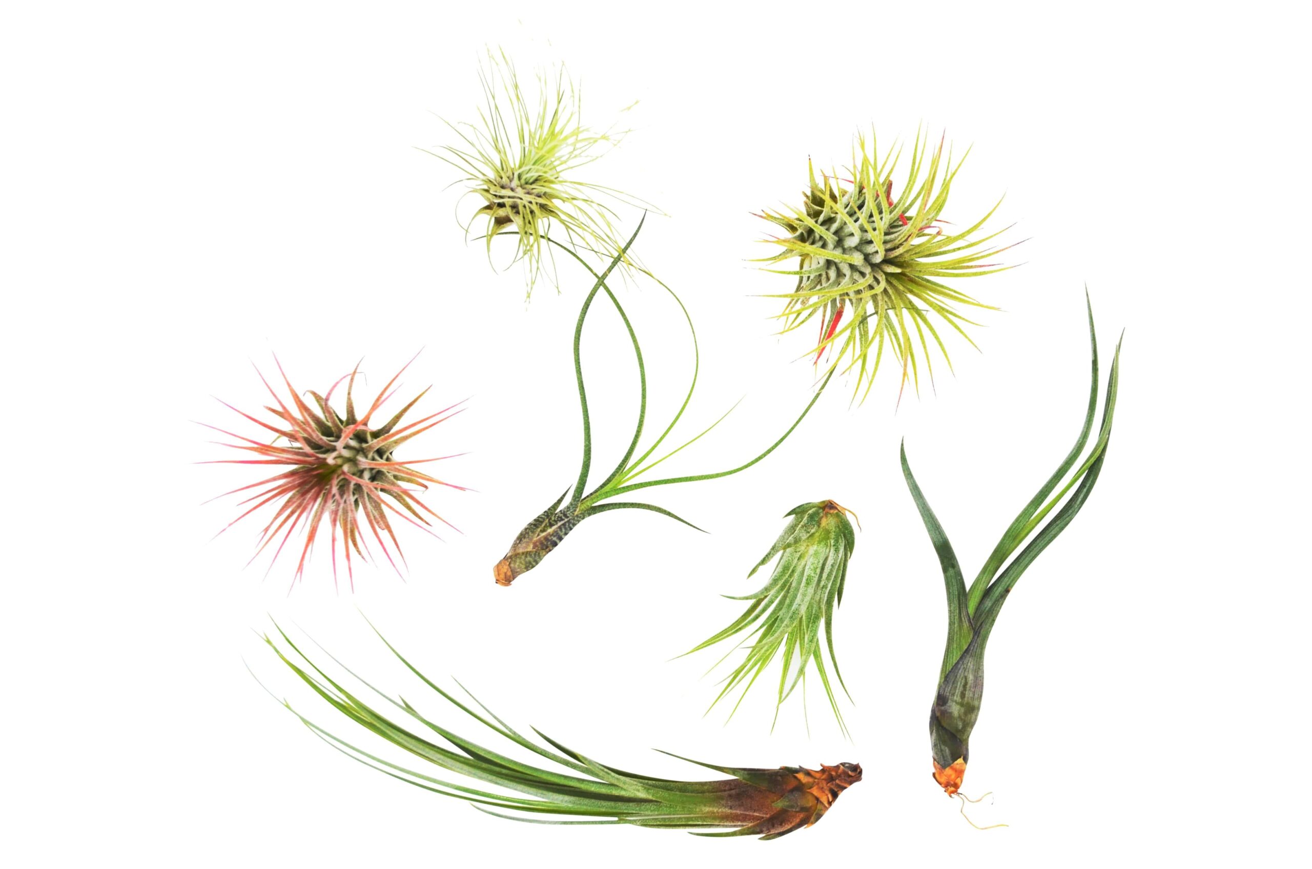 A group of air plants showcased on a white background at the best plant nursery near me.