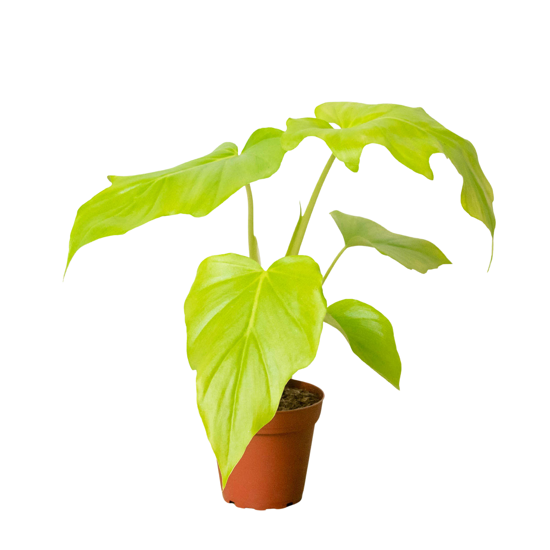A green plant in a pot, showcased against a clean white background.