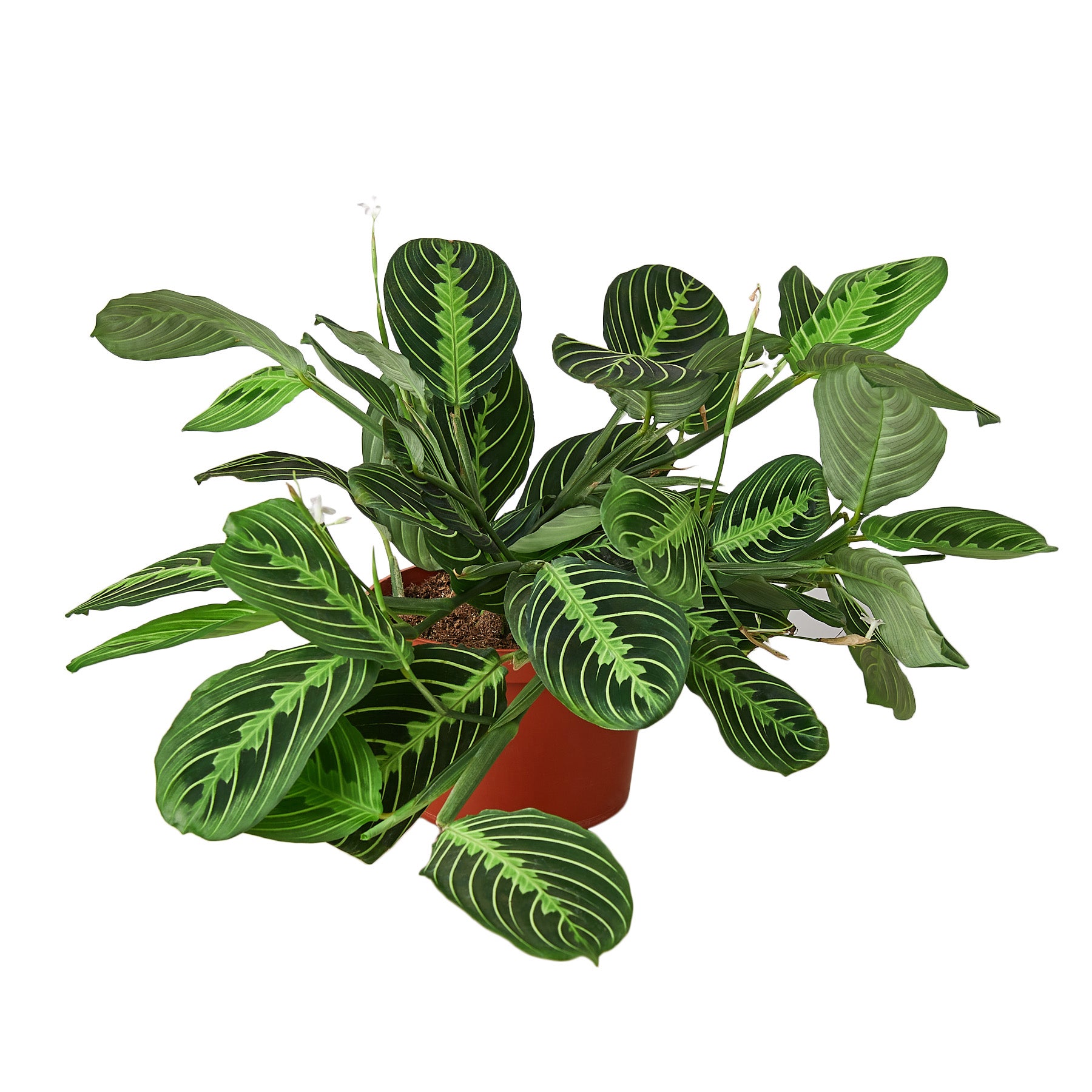 A vibrant plant with green leaves in a pot on a white background available at the top garden centers near me.