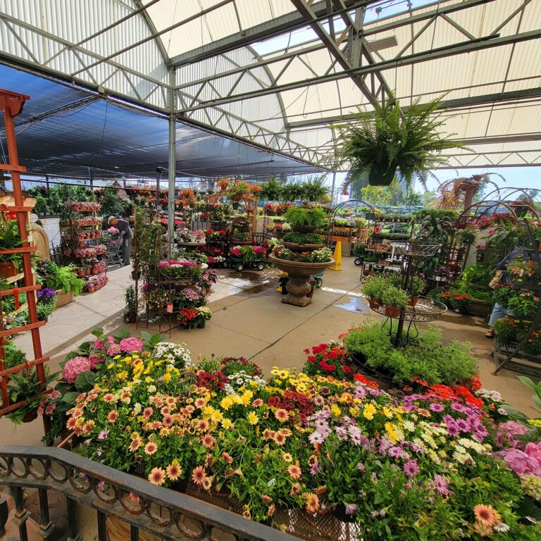 Collection 91+ Pictures green thumb nursery – ventura photos Stunning