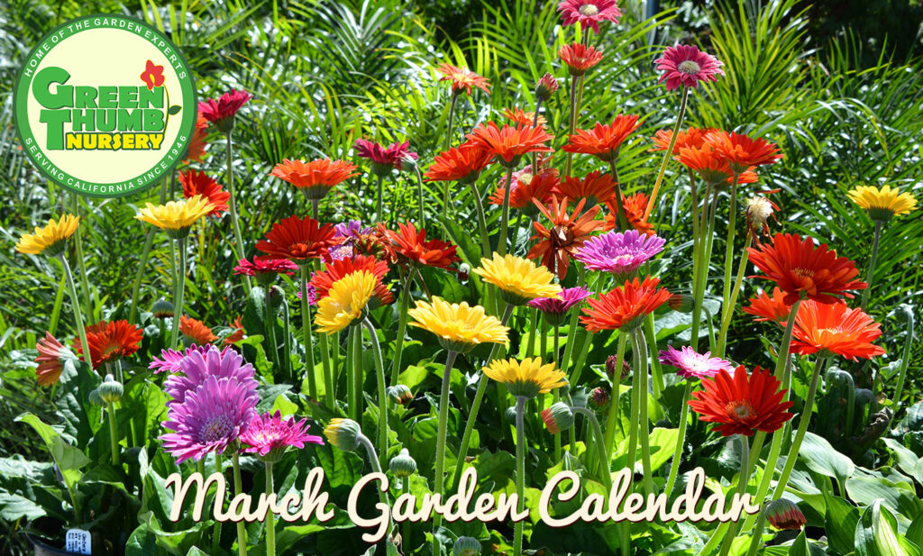 Garden Calendar March Green Thumb Nursery