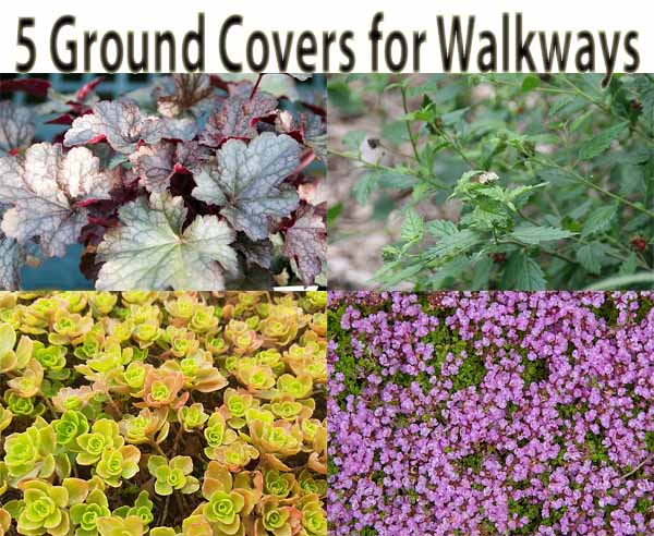 5 Ground Covers for Walkways - Green Thumb Nursery