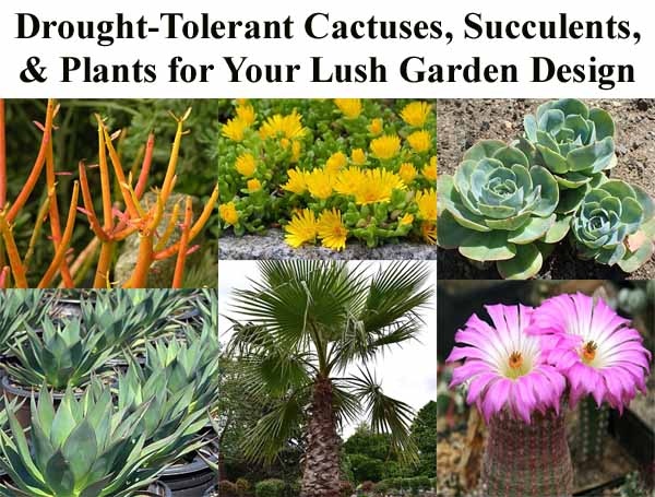 Drought-tolerant Cactuses, Succulents, & Plants For Your Lush Garden 