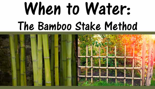 When to Water: The Bamboo Stake Method - Green Thumb Nursery