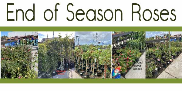 End Of Season Roses - Green Thumb Nursery