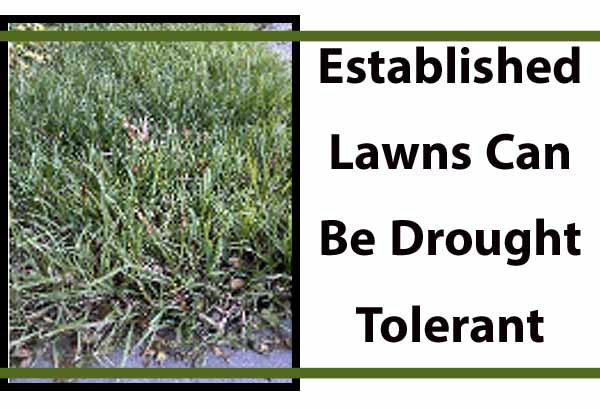 Established Lawns Can Be Drought Tolerant - Green Thumb Nursery