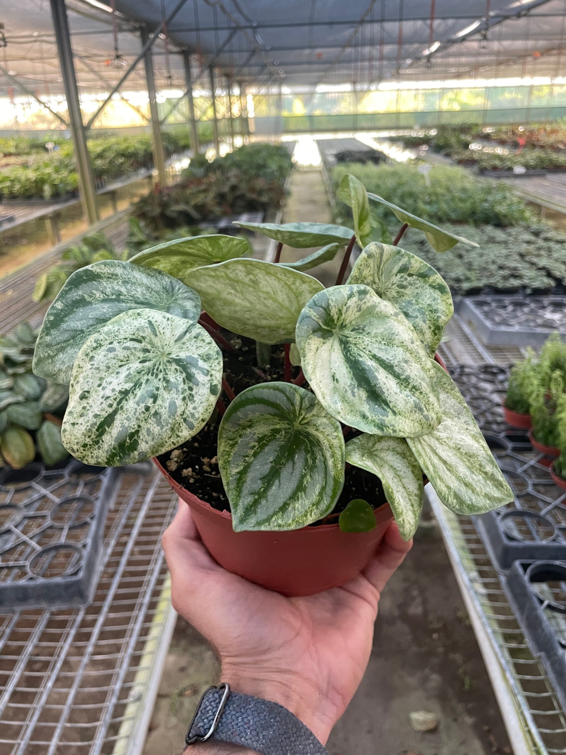 Person holding a potted variegated plant in a greenhouse.