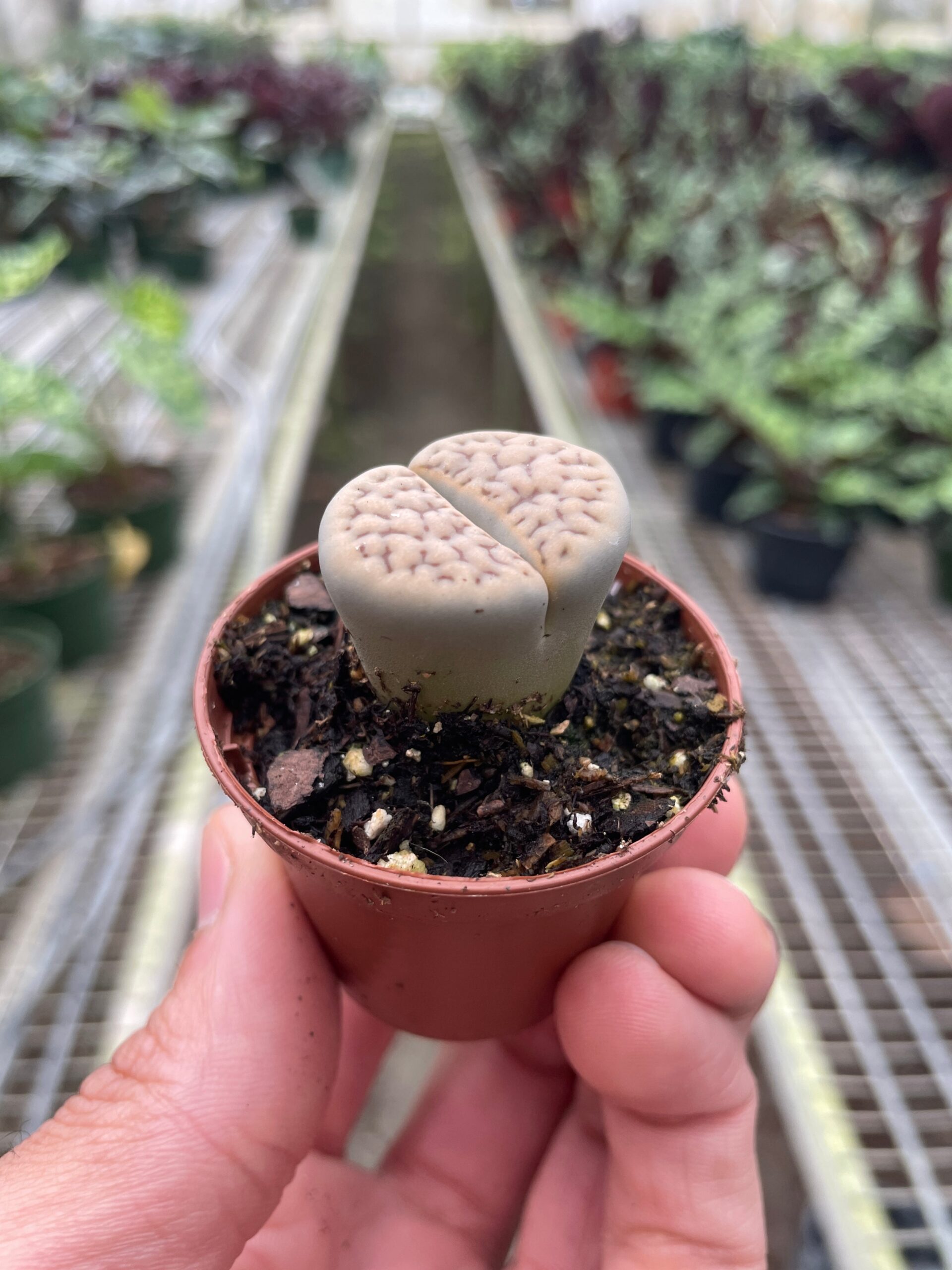 Hand holding a small, brown pot with a living stone succulent plant (Lithops) growing in it. The background shows rows of plants in a greenhouse.