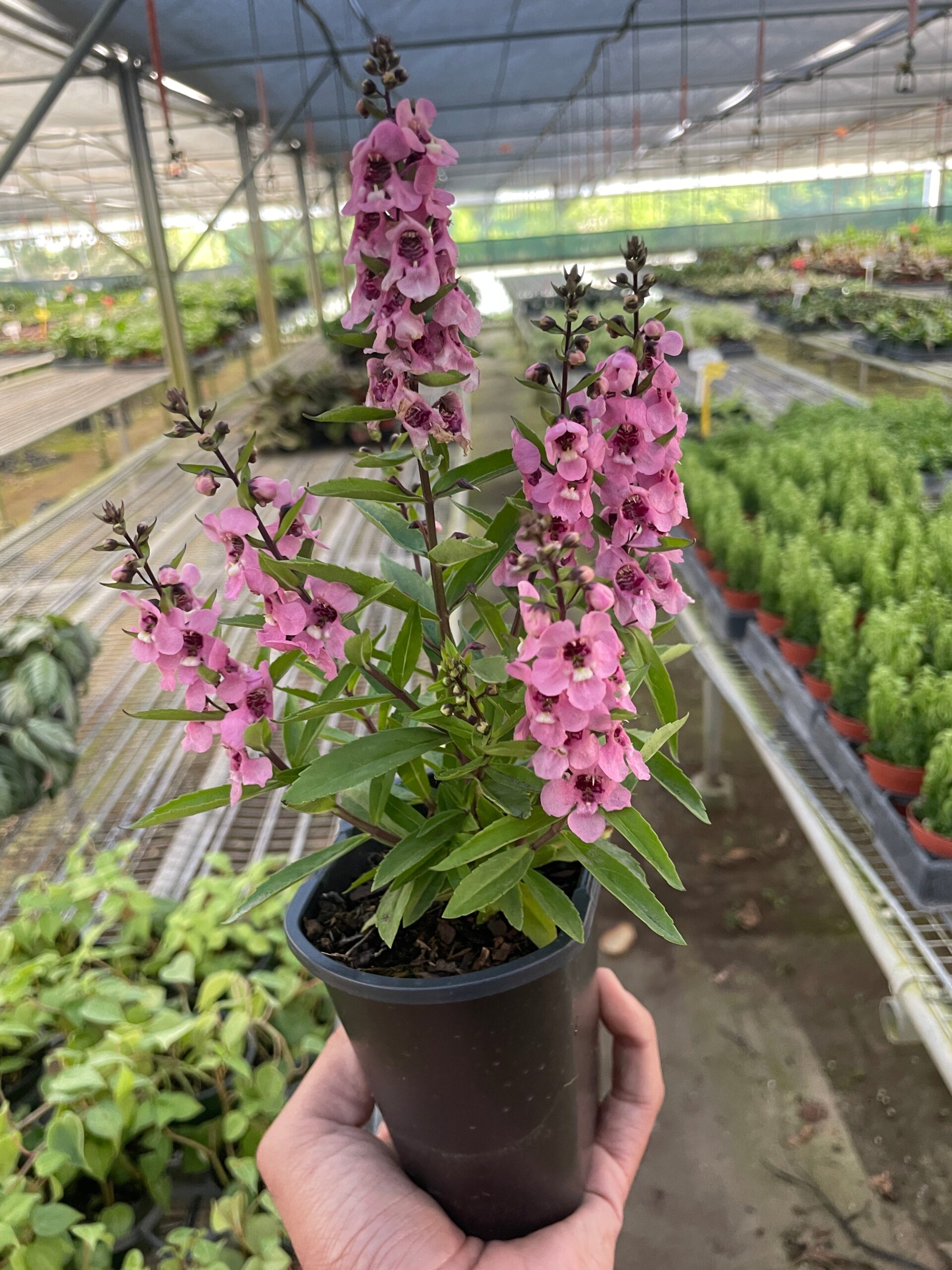A hand holds a black pot containing a flowering pink Angelonia plant in a greenhouse with rows of various potted plants in the background.