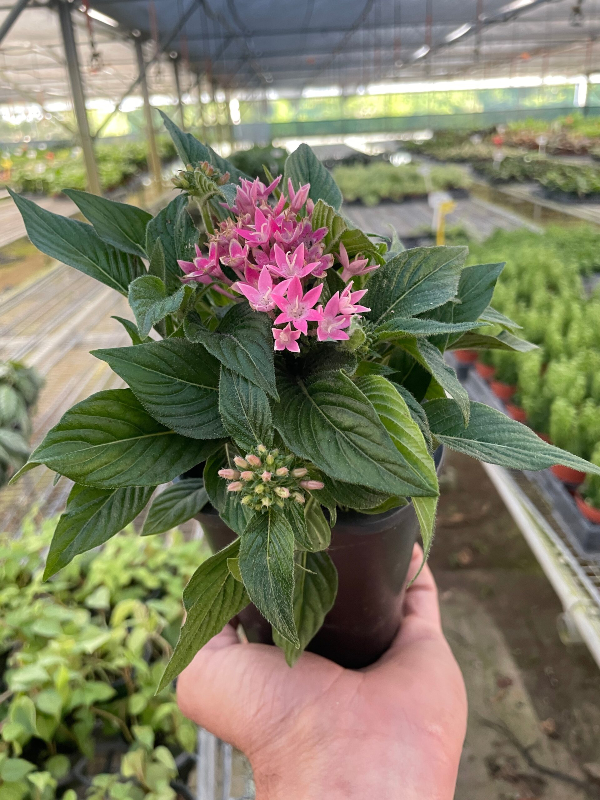 A hand holds a small potted plant with pink flowers and green leaves inside a greenhouse filled with various plants.