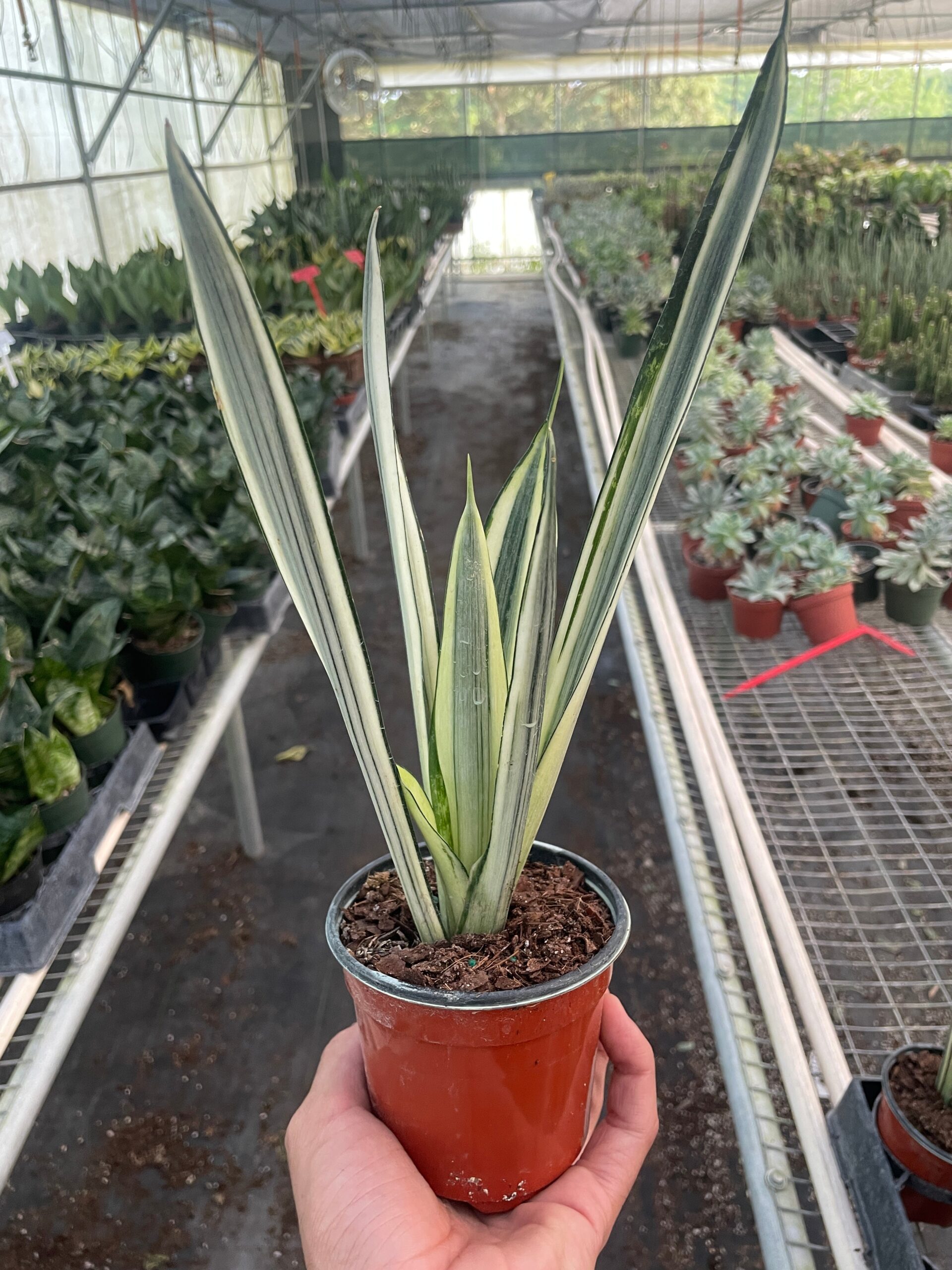 A hand holds a small potted plant with long, pointed green leaves with white edges in a greenhouse filled with various other plants.