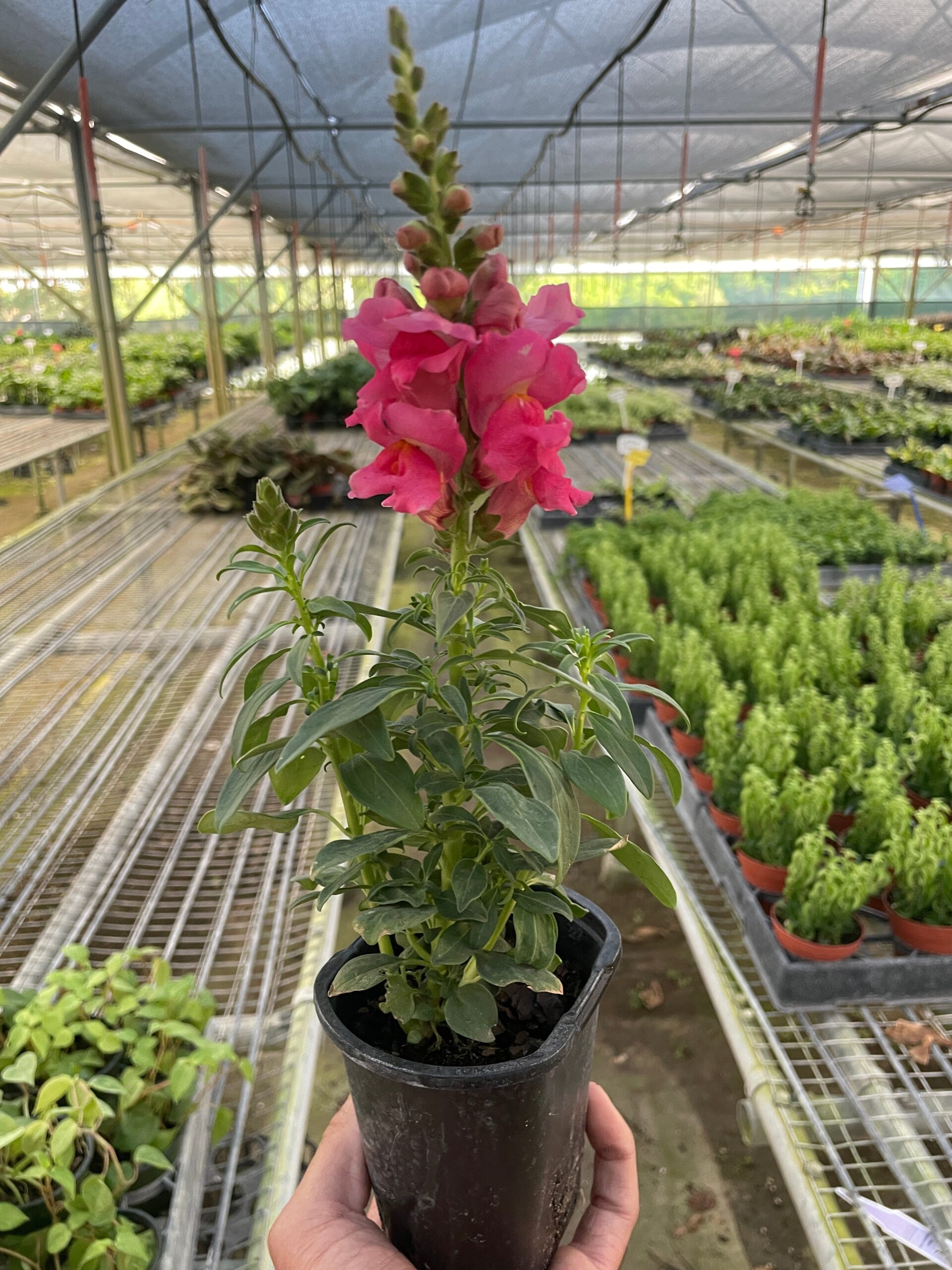 A person holds a black pot with a pink snapdragon plant inside a greenhouse with rows of potted plants.