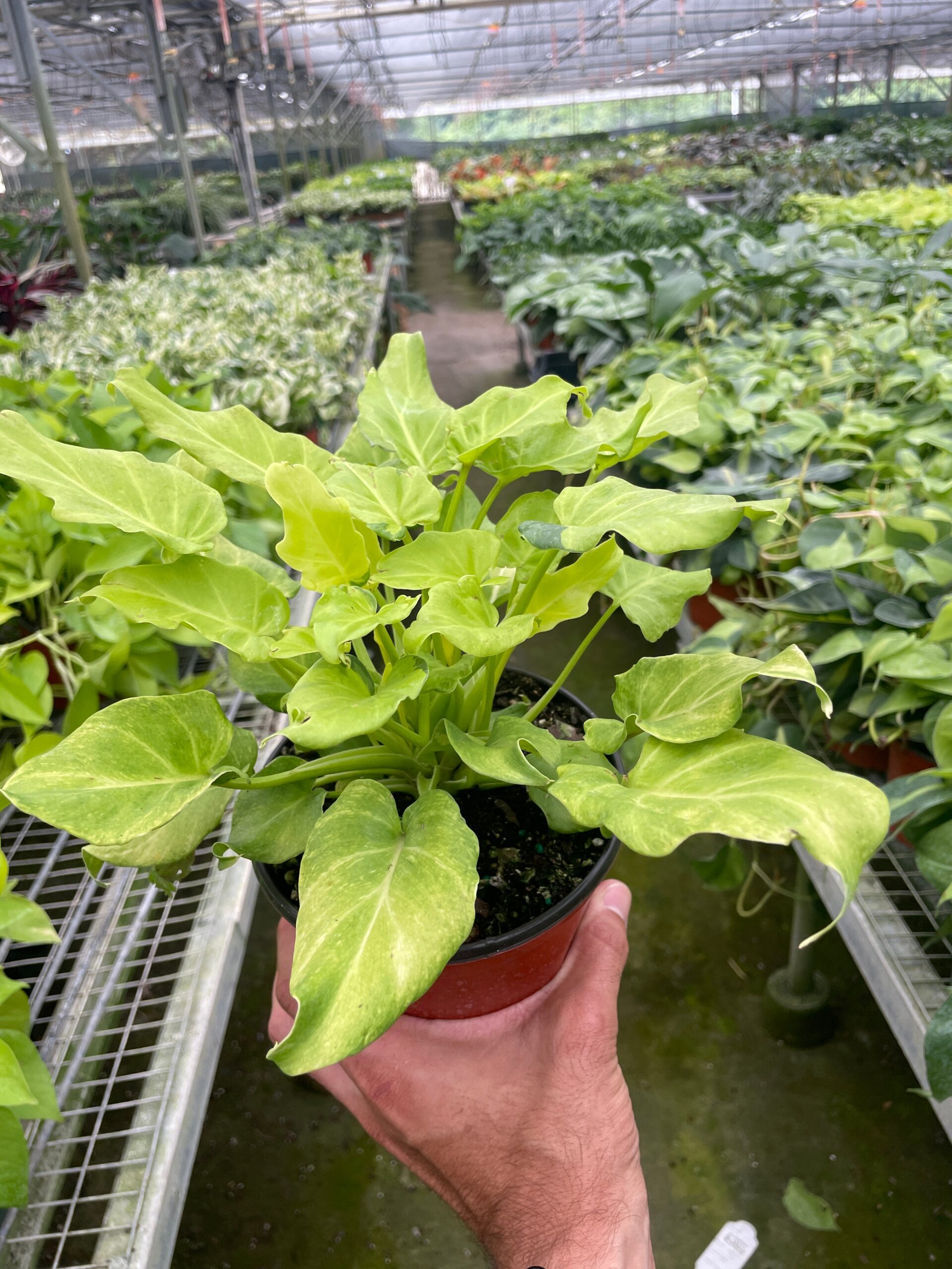 A person holds a potted plant with light green leaves in a greenhouse filled with various other plants on metal racks.