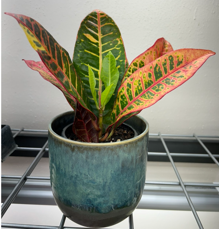 A vibrant croton plant with green, yellow, and red leaves in a green glazed ceramic pot placed on a metal shelf.